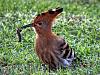 Hoopoe - Johan Scherft-h2-1.jpg