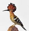 Hoopoe - Johan Scherft-fa1.jpg