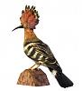 Hoopoe - Johan Scherft-fa2.jpg