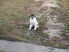 For the Cats-img_7534-e-mail.jpg