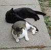 For the Cats-img_7444-e-mail.jpg
