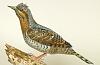 Wryneck - Johan Scherft-wryneck..jpg