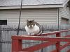 For the Cats-img_8130-h.jpg