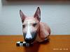 Bull Terrier Puppy-img_20190122_104211.jpg