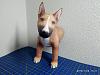 Bull Terrier Puppy-img_20190126_141138-kopia.jpg