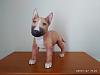 Bull Terrier Puppy-img_20190127_152631.jpg