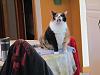 For the Cats-img_8265-h.jpg