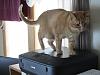 For the Cats-img_8267-h.jpg