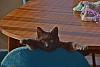 For the Cats-dsc_2241.jpg