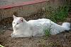 For the Cats-2017-06-12-20334-20china-20whitecat-xl.jpg