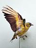 Eurasian Siskin (new)-img_20200224_161304_1.jpg