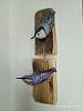 Nuthatch and Nuthatch-img_20200626_181118.jpg