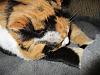 For the Cats-img_0112-h.jpg