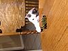 For the Cats-img_5125.jpg