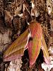 Moth on fuschia-20200827_084106.jpg