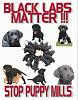 For the Cats-black-labs-matter.jpg