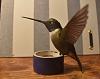 J. Scherft hummingbird-dsc_0248.jpg