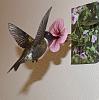J. Scherft hummingbird-dsc_0253.jpg