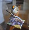 Kinglet bird (Firecrest) Johan Scherft-dsc_0278.jpg