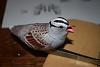 White-Crowned Sparrow, (Johan's Yellowhammer)-dsc_0346.jpg