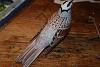 White-Crowned Sparrow, (Johan's Yellowhammer)-dsc_0355.jpg