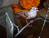 White-Crowned Sparrow, (Johan's Yellowhammer)-dsc_0363.jpg