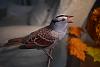 White-Crowned Sparrow, (Johan's Yellowhammer)-dsc_0367.jpg