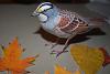 Another Sparrow, a White-Throated-dsc_0420.jpg