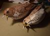 Hermit Thrush model-dsc_0496.jpg