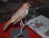 Hermit Thrush model-dsc_0502.jpg