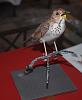 Hermit Thrush model-dsc_0501.jpg