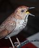 Hermit Thrush model-dsc_0504.jpg