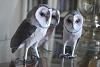 Barn Owl (redo Johan Schert)-dsc_0563.jpg