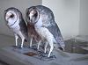 Barn Owl (redo Johan Schert)-dsc_0566.jpg