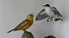 A few Johan Scherft birds-img_e4261.jpg