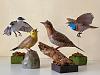 A few Johan Scherft birds-img_e4954.jpg