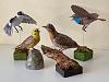 A few Johan Scherft birds-img_e4955.jpg