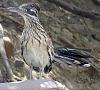 White-Crowned Sparrow, (Johan's Yellowhammer)-4.jpg