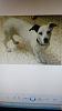 Jack russell dog-img-20210404-wa0004.jpg