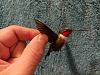 Hummingbird-img_20210824_230701.jpg