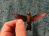 Hummingbird-img_20210824_230736.jpg