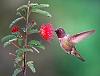 Hummingbird-proposal-stand-hummingbird-model.jpg