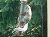 White-Crowned Sparrow, (Johan's Yellowhammer)-9.jpg
