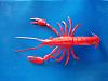 Crayfish &amp; red bee shrimp-img_20200613_151240.jpg