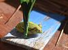 &quot;Long Billed&quot; Marsh Wren-marshwren3frog.jpg