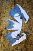 Belted Kingfisher design-dsc_0729.jpg