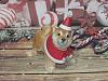 2 Shiba Inu dogs from Canon Creative Park-christmas_dog_001.jpg