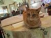 For the Cats-007-h.jpg