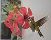 Calliope Hummingbird-calliop2.jpg