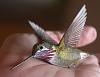 Calliope Hummingbird-calliop1.jpg